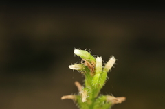 Microchilus hirtellus