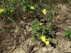 Oenothera heterophylla
