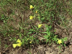 Oenothera heterophylla