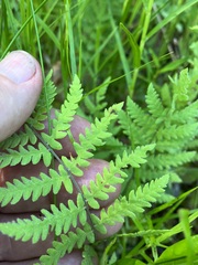 Thelypteris palustris pubescens