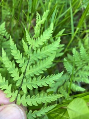 Thelypteris palustris pubescens