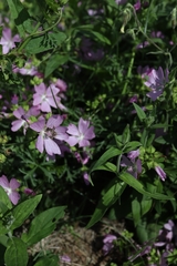 Malva thuringiaca