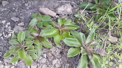 Thompsonella minutiflora