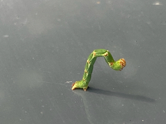 Cyclophora punctaria