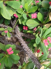 Euphorbia