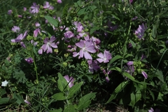 Malva thuringiaca