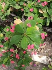 Euphorbia