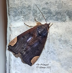 Chrysopera combinans