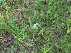 Commelina erecta deamiana