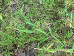 Commelina erecta deamiana