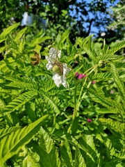 Rubus illecebrosus