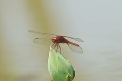 Crocothemis servilia