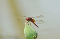 Crocothemis servilia