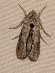 Cucullia eulepis