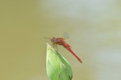 Crocothemis servilia