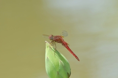 Crocothemis servilia