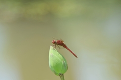 Crocothemis servilia