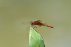 Crocothemis servilia