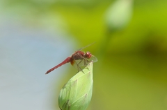 Crocothemis servilia