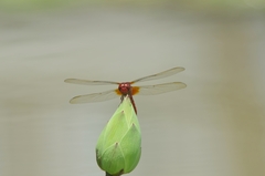 Crocothemis servilia