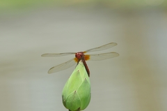 Crocothemis servilia