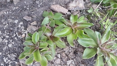 Thompsonella minutiflora