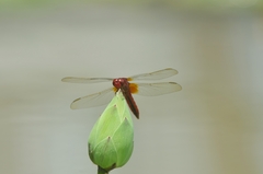 Crocothemis servilia