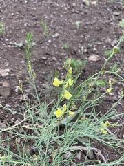 Linaria uralensis