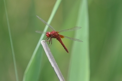 Crocothemis servilia