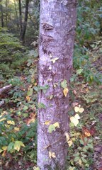 Toxicodendron radicans divaricatum