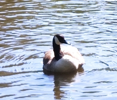 Branta canadensis