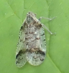 Cixius cunicularius
