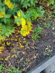Lysimachia punctata