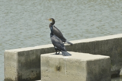 Phalacrocorax carbo
