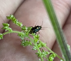 Liocoris tripustulatus