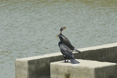 Phalacrocorax carbo