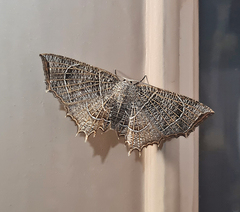 Epiplema reticulata