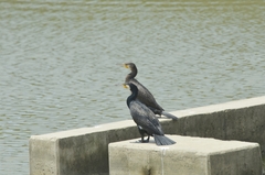 Phalacrocorax carbo