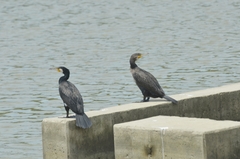 Phalacrocorax carbo