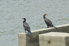 Phalacrocorax carbo