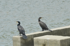 Phalacrocorax carbo