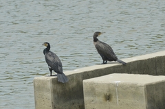 Phalacrocorax carbo