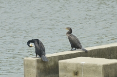 Phalacrocorax carbo