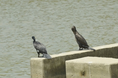 Phalacrocorax carbo