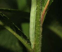 Leuconycta diphteroides