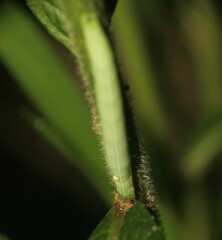Leuconycta diphteroides