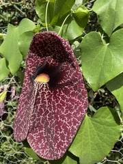 Aristolochia littoralis