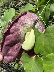 Aristolochia littoralis