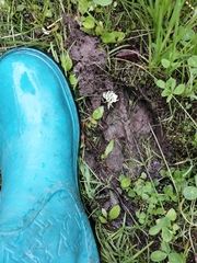 Cervus canadensis sibiricus