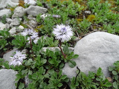 Globularia cordifolia